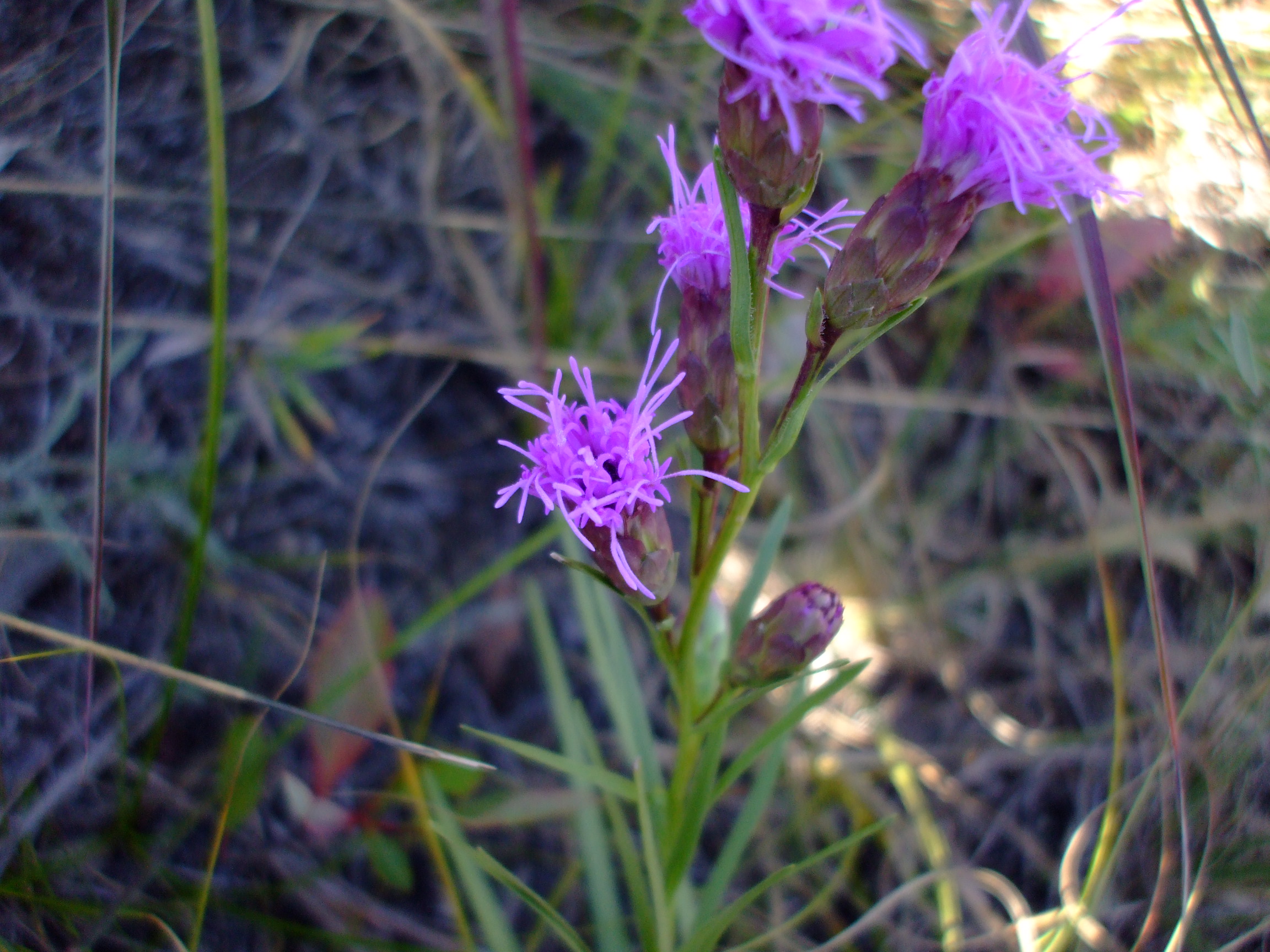 Liatris cylindracea